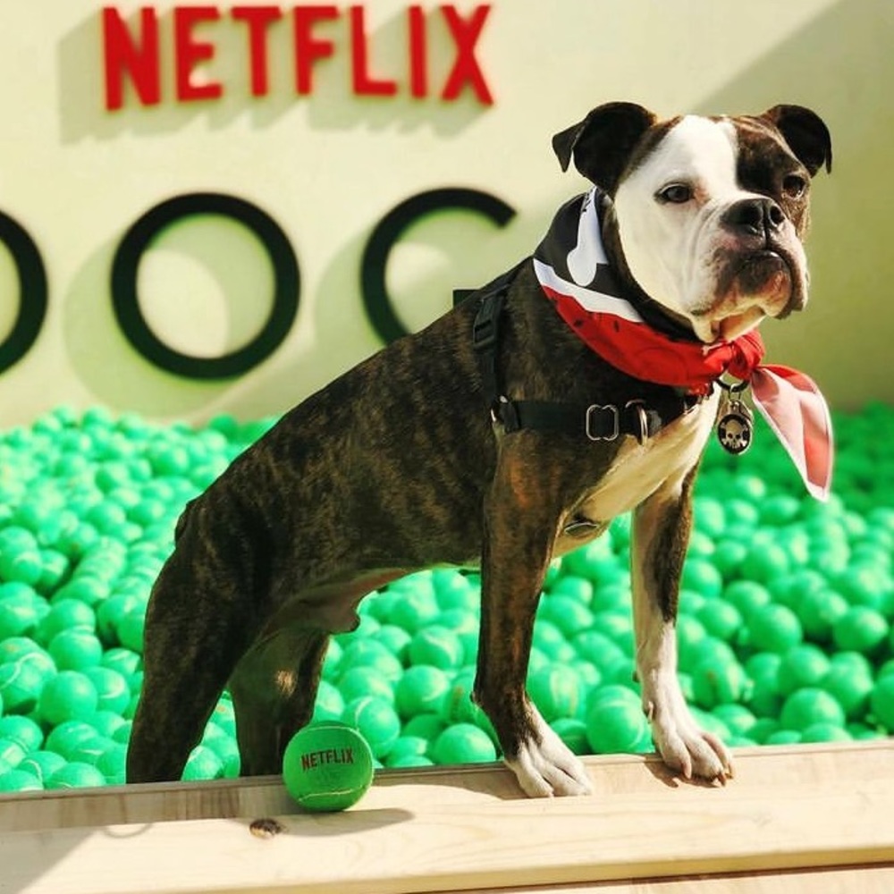 NETFLIX DOGS ACCESSORIES SET- NEW - Picture 6 of 7